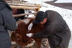 42.577 толгой малд үзлэг, тандалт хийжээ