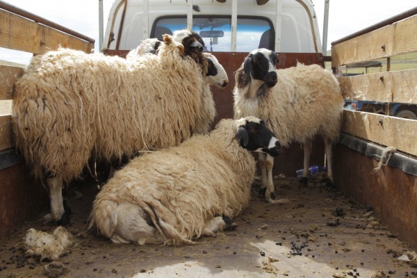 Мал худалдах түр цэгтэй боллоо