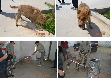 Чонын бэлтрэгийг байгальд тавихаар холбогдох байгууллагад шилжүүллээ