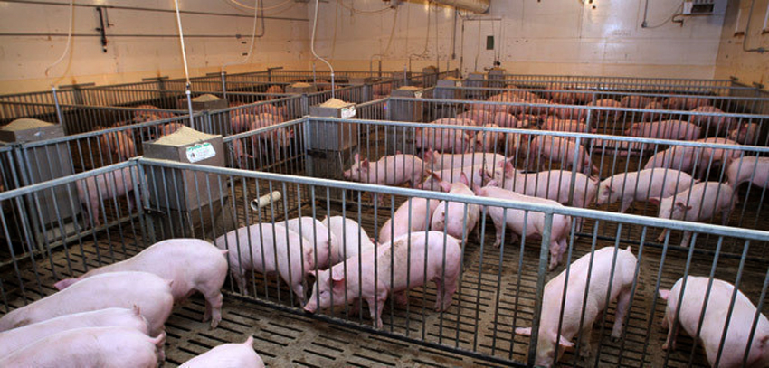 Нийслэлийн жижиг дунд үйлдвэрийг хөгжүүлэх сангийн зээлийн сонгон шалгаруулалтыг зарлалаа