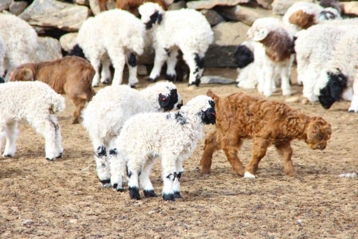 Хан-Уул дүүргийн төл бойжилт 99.2 хувьтай байна