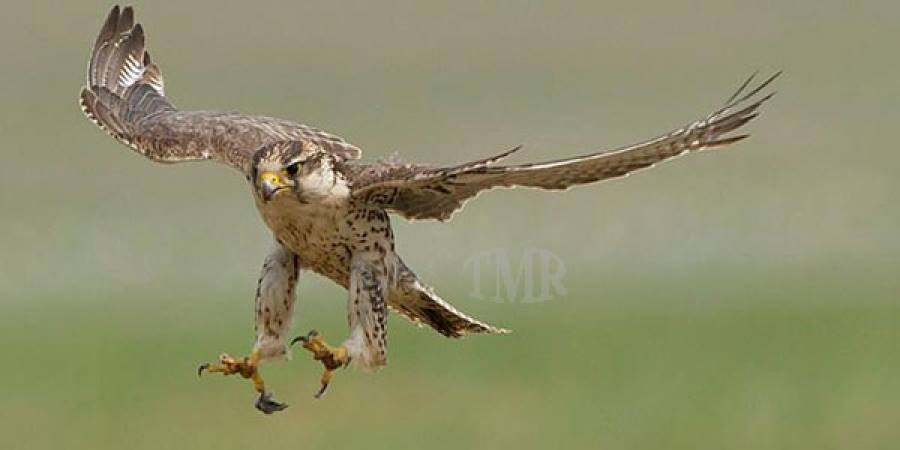 Отгийн үйл ажиллагааг түр зогсоогоод байна