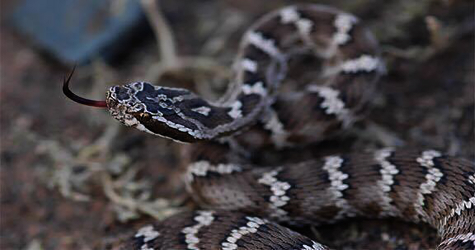 Могойнд хатгуулсан тохиолдолд ямар арга хэмжээ авах вэ?