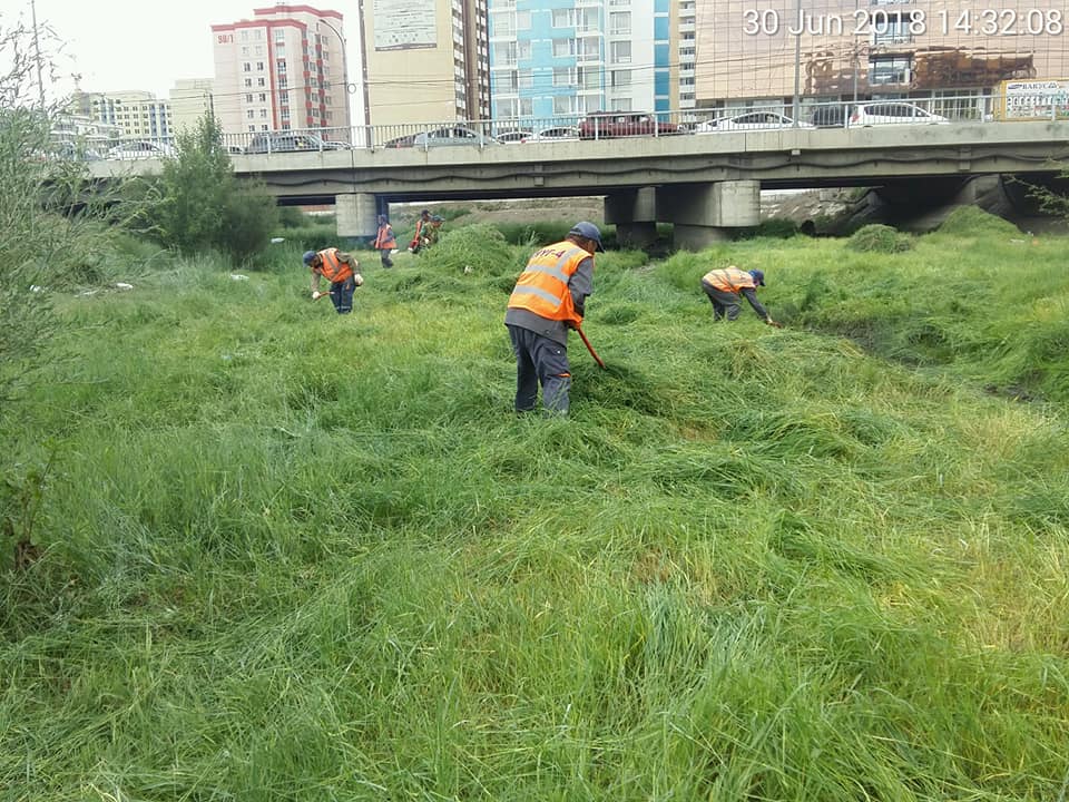 Баянзүрхчүүд 74 тонн хөл газрын ургамлыг хадаж устгалаа