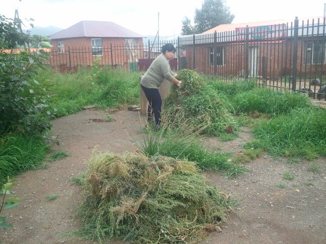 21.3 тонн хөл газрын ургамал, хог хаягдлыг цэвэрлэв