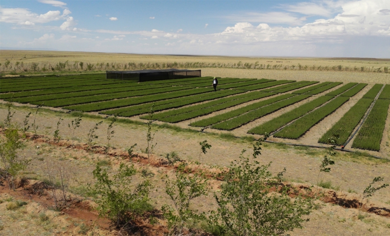 ӨМНӨГОВЬ АЙМАГ ТАРЬМАЛ ОЙН САНГААР УЛСДАА ТЭРГҮҮЛДЭГ