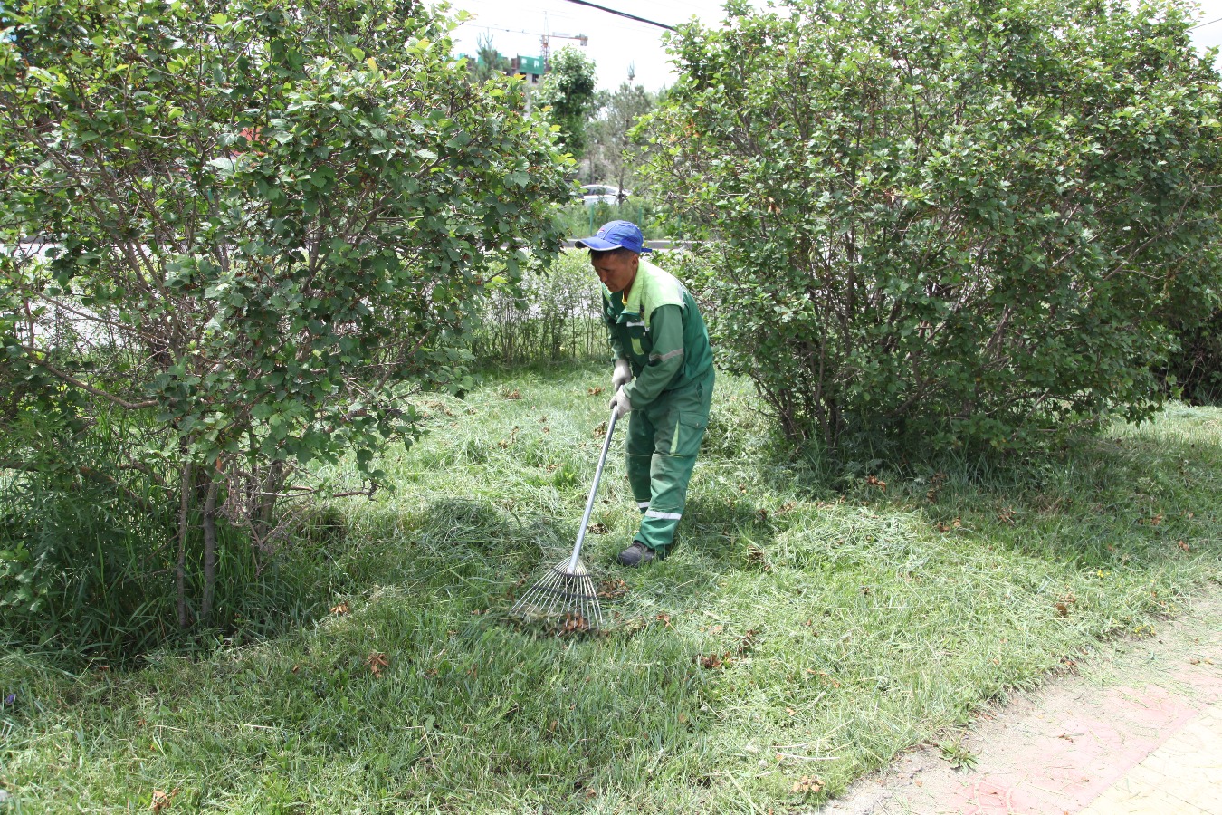 Баянзүрхчүүд энэ бямба гаригт шарилж, хөл газрын ургамлын их цэвэрлэгээтэй